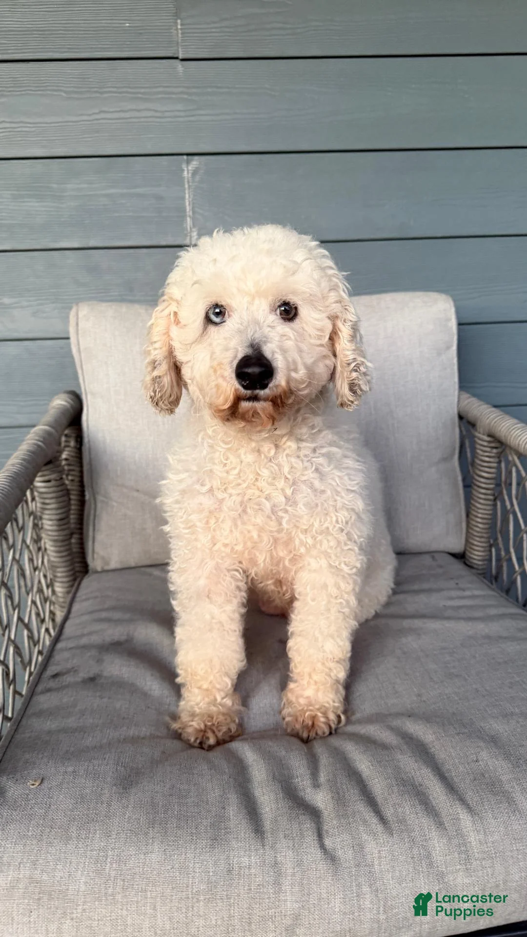 Cavapoo dogs for sale: Houston - Ad 4