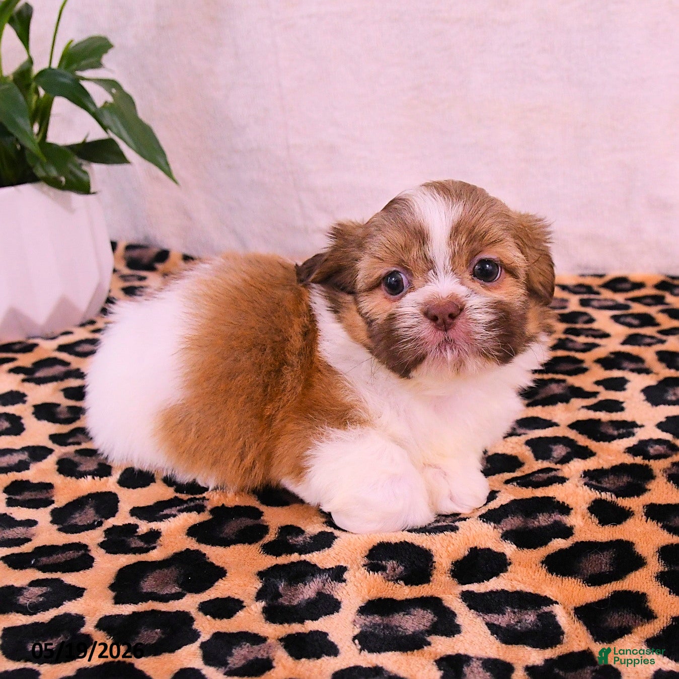 Shih Tzu dogs Stella - Ad 2
