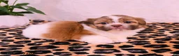 Shih Tzu dogs for sale: Stella - Ad 2