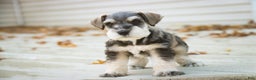 Miniature Schnauzer dogs for sale: Kris - Ad 3