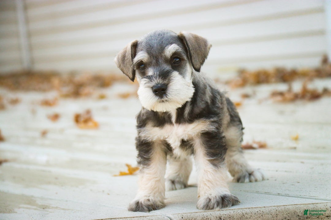 Miniature Schnauzer dogs for sale: Kris - Ad 3