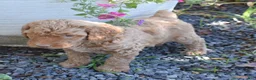 Standard Poodle dogs for sale: Standard Poodle 2 Apricot - Ad 5