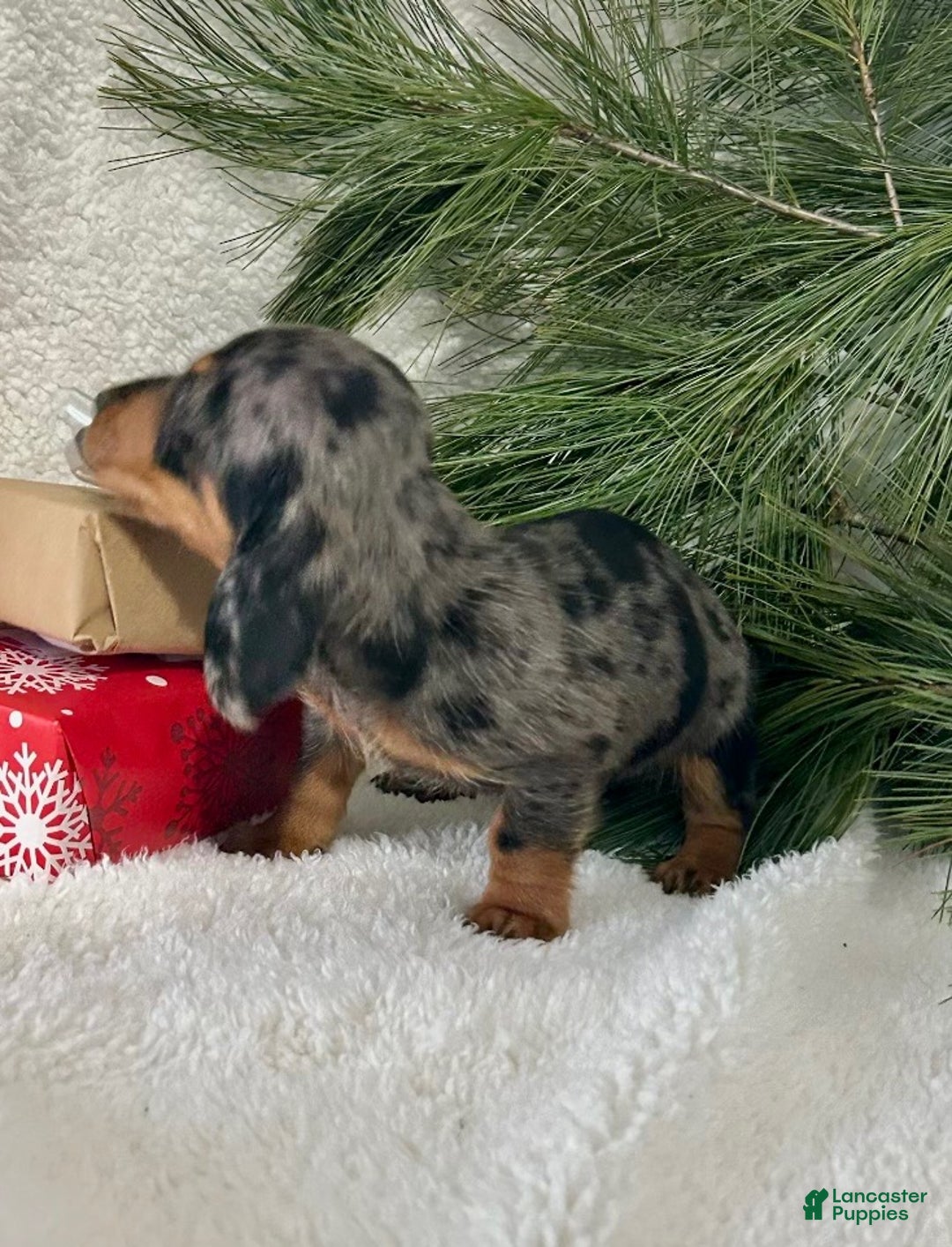 Miniature Dachshund dogs for sale: Jasper - Ad 3