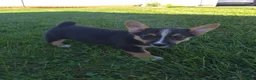 Welsh Corgi Pembroke dogs for sale: Sage - Ad 4