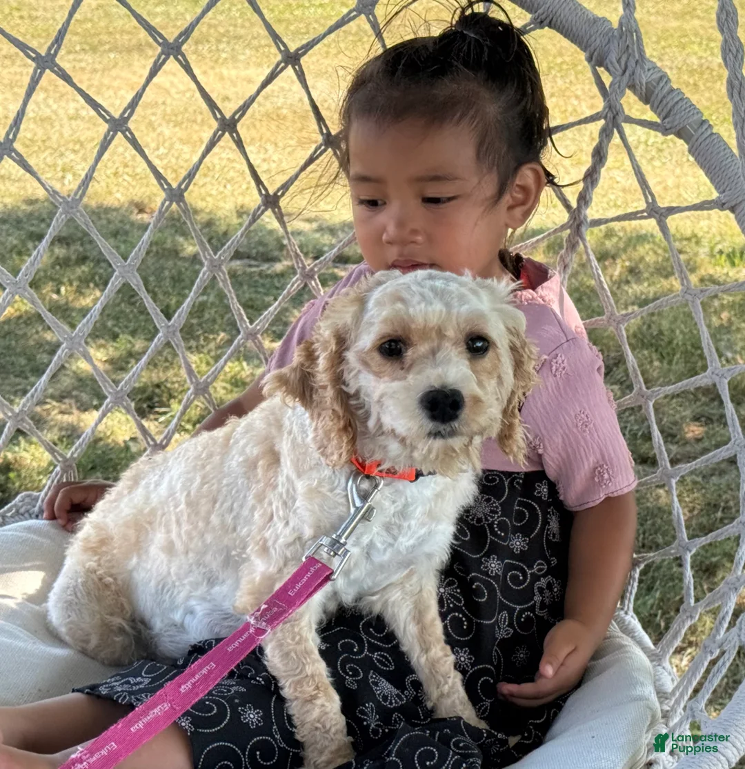 Cavapoo dogs for sale: Crew - Ad 9