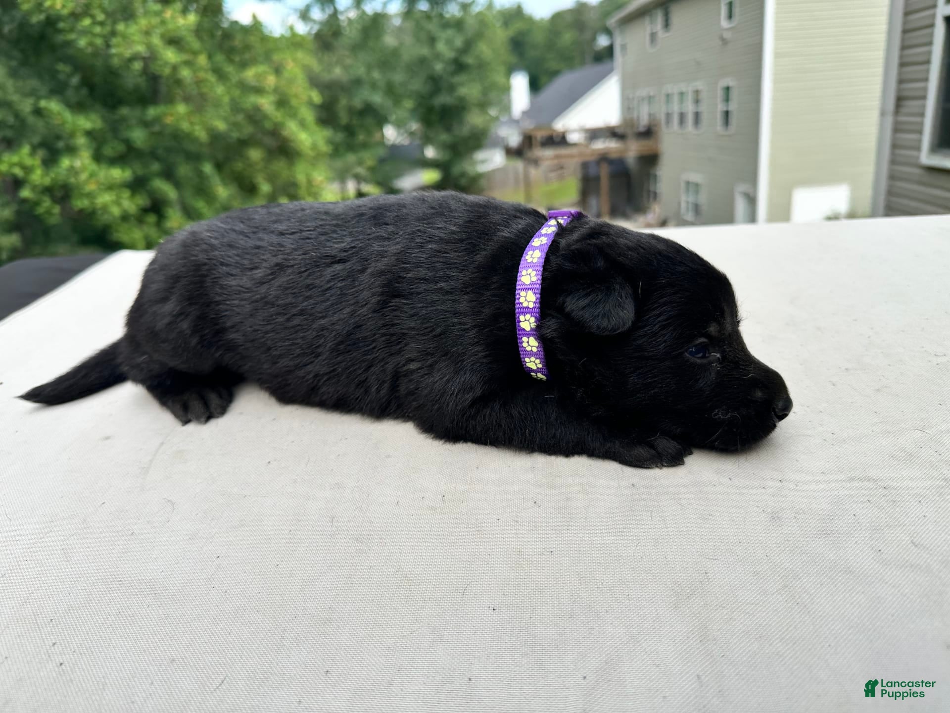 German Shepherd dogs Solid Black Female - Ad 12