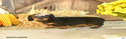 Miniature Dachshund dogs for sale: Juneau - Ad 5