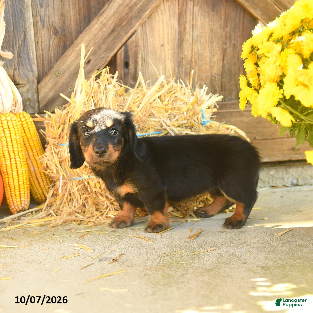 Miniature Dachshund dogs for sale: Juneau - Ad 5