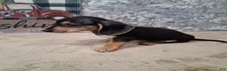Miniature Dachshund dogs for sale: Arty - Ad 3