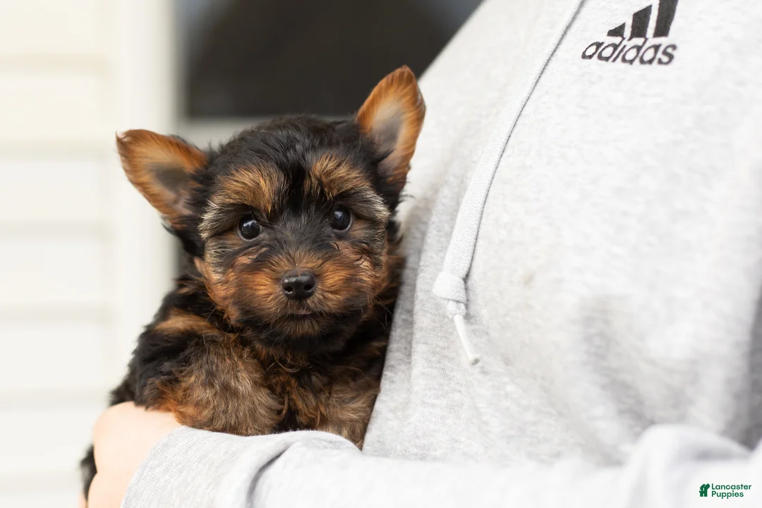 Yorkshire Terrier dogs for sale: Merlin  - Ad 2