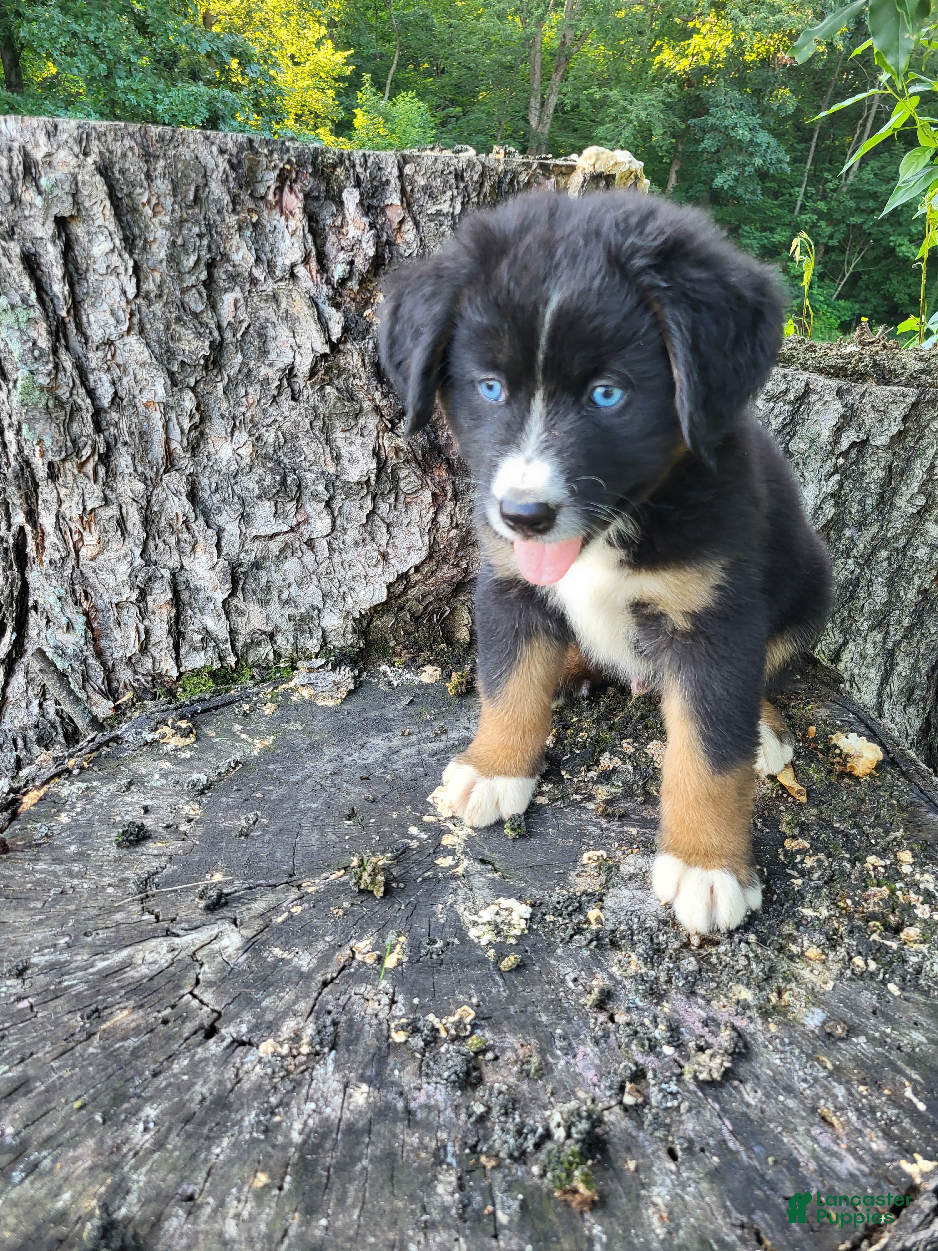 Mixed Breed dogs Charlie  - Ad 1