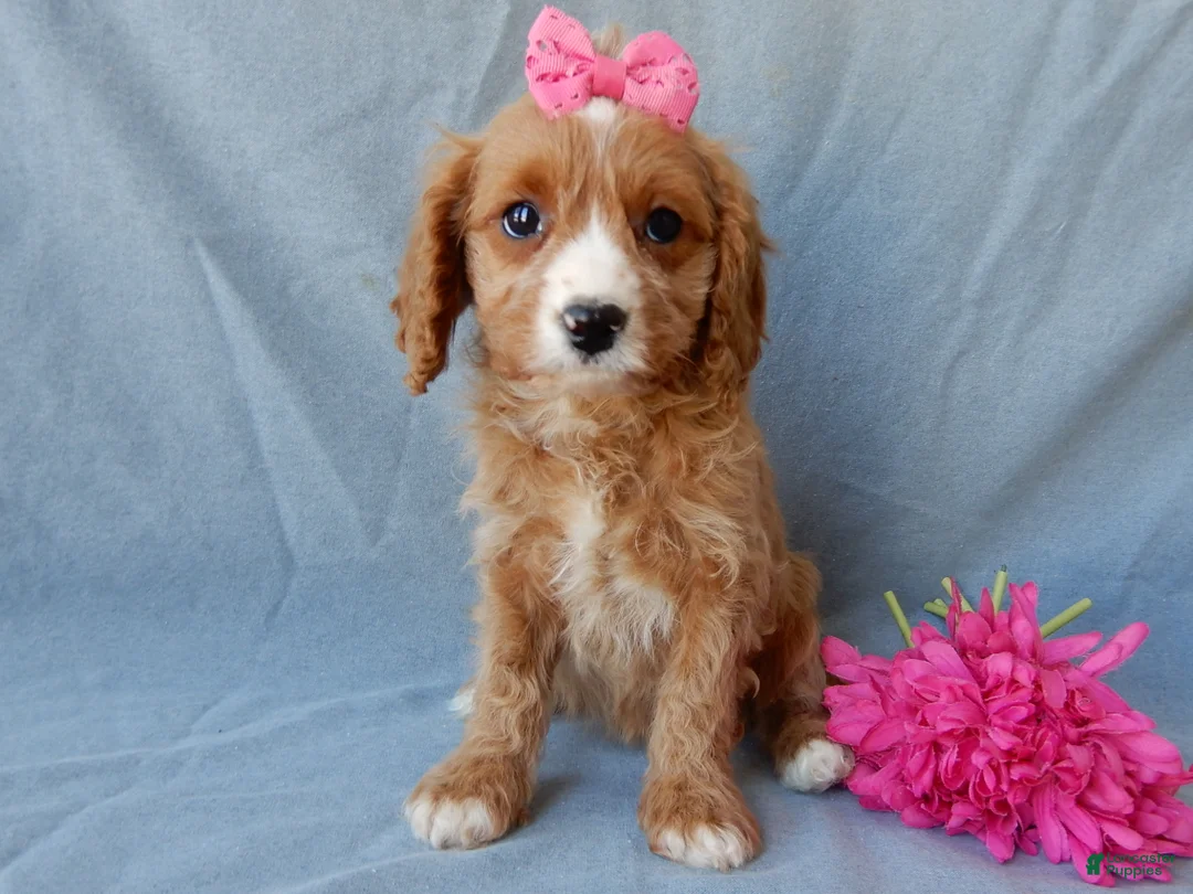 Cavapoo dogs for sale: Taylor - Ad 1