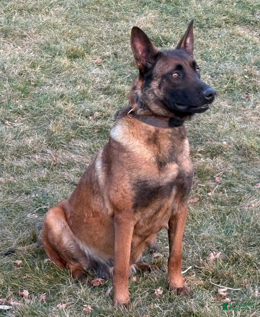 Belgian Malinois dogs for sale: Belgian Malinois puppy (Max) - Ad 4