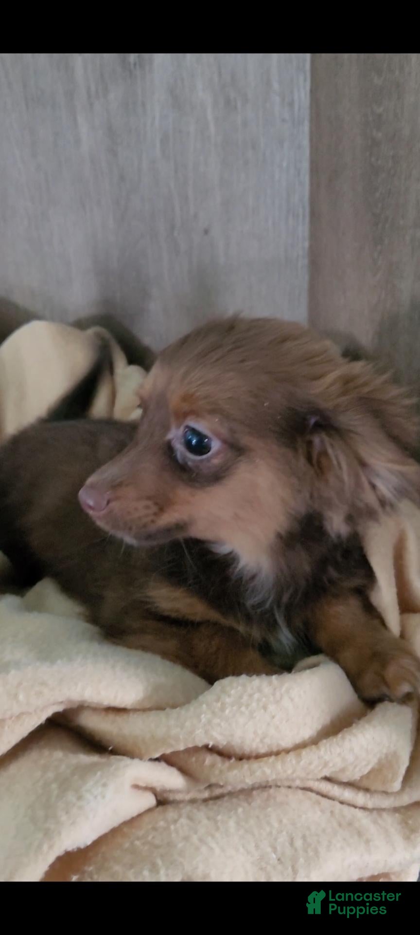Chance (Mixed breed, Male) in Traverse City, MI
