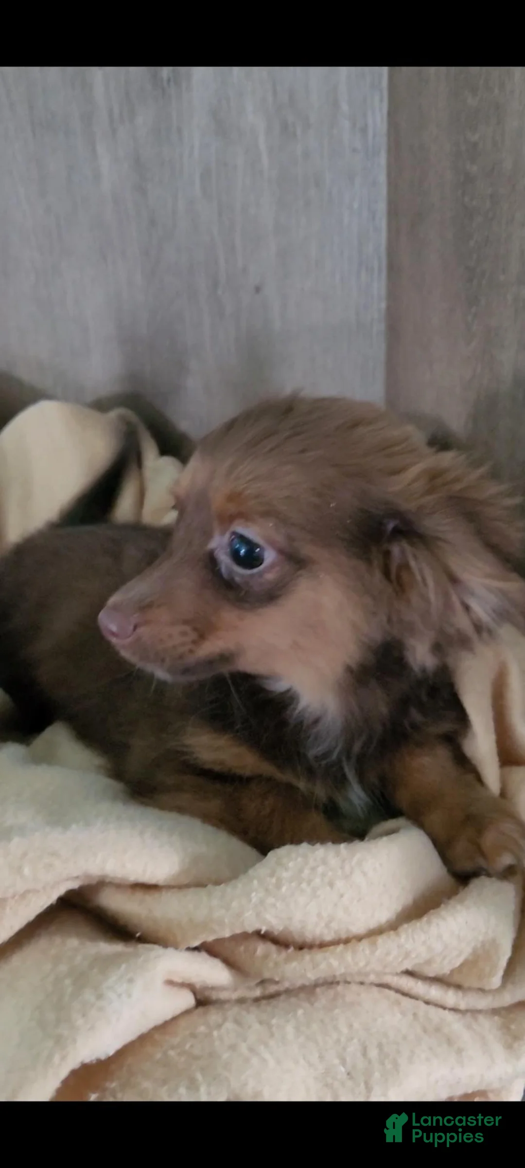 Mixed Breed dogs for sale: Chance - Ad 1