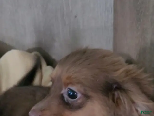 Mixed Breed dogs for sale: Chance - Ad 1