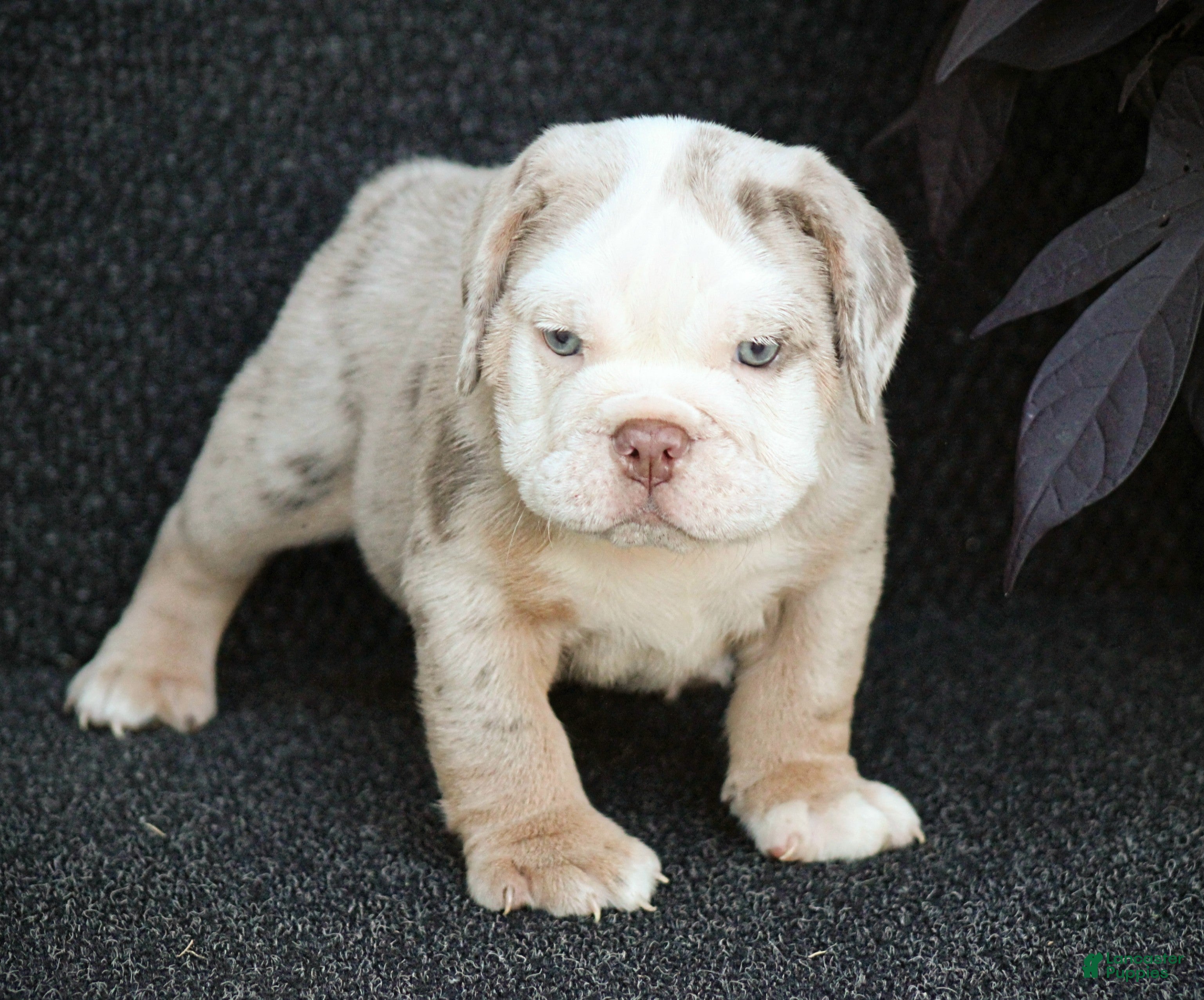 Beabull dogs Captain - Ad 2