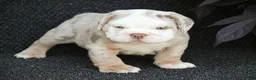 Beabull dogs for sale: Captain - Ad 2
