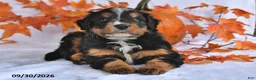 Mixed Breed dogs for sale: Brady - Ad 4