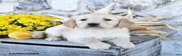 Golden Retriever dogs for sale: Darla - Ad 3