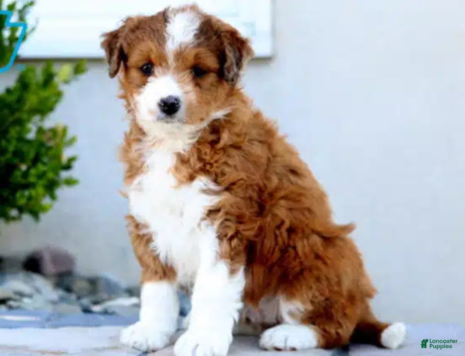 Aussiedoodle dogs Hazel - Ad 16