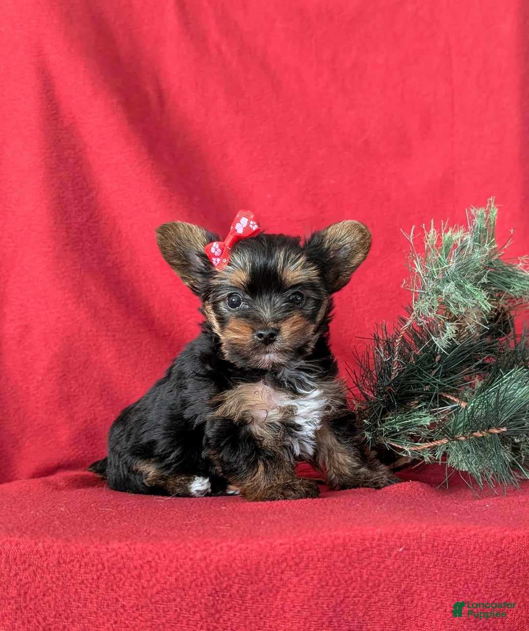 Yorkshire Terrier dogs for sale: Coralie Teacup - Ad 4