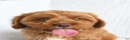 Cavapoo dogs for sale: Byron - Ad 5