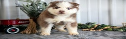Siberian Husky dogs for sale: Sully - Ad 1