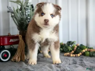 Siberian Husky dogs Sully - Ad 9