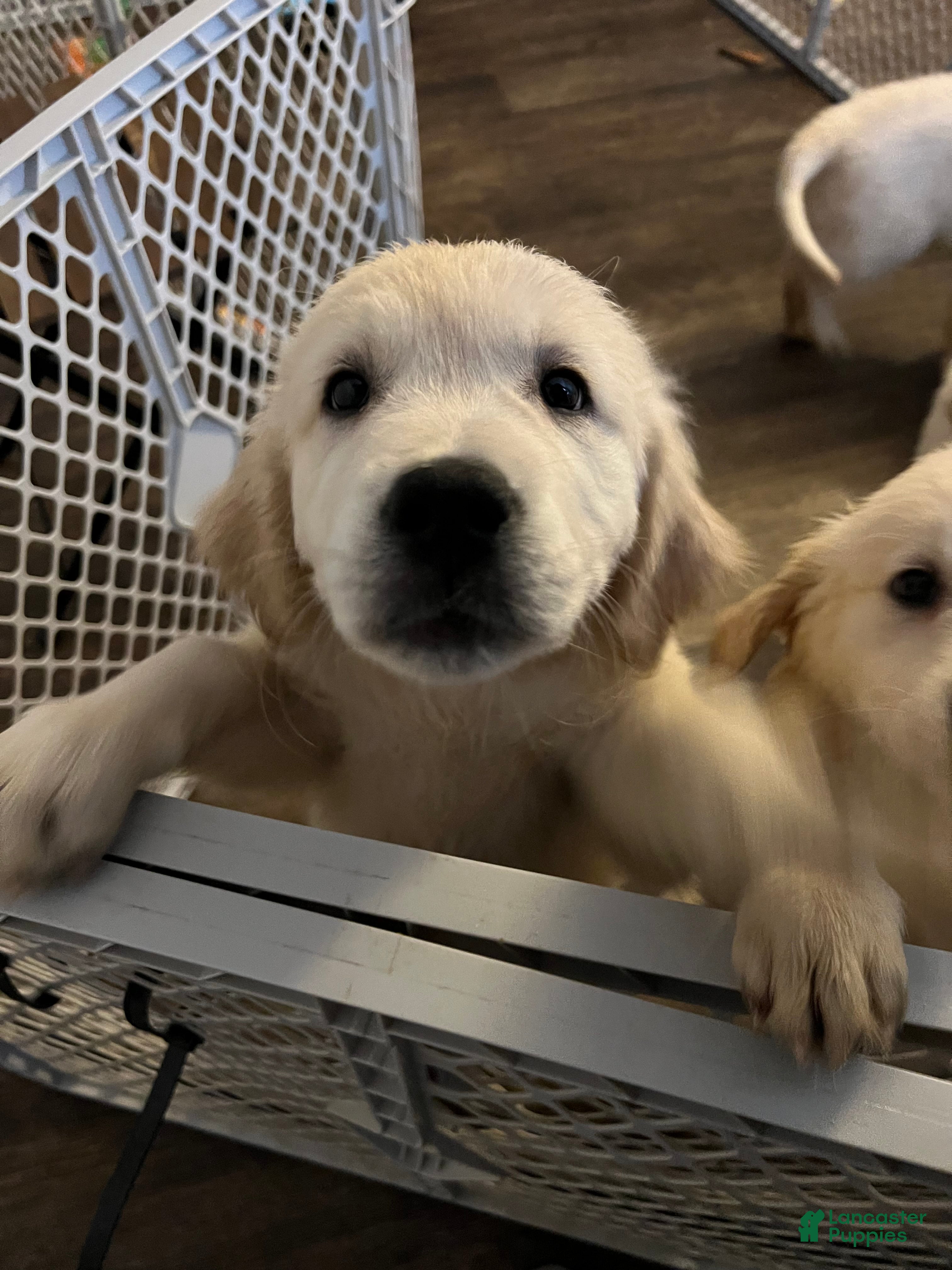 Golden Retriever dogs AKC Golden Retriever Puppy 1 - Ad 2