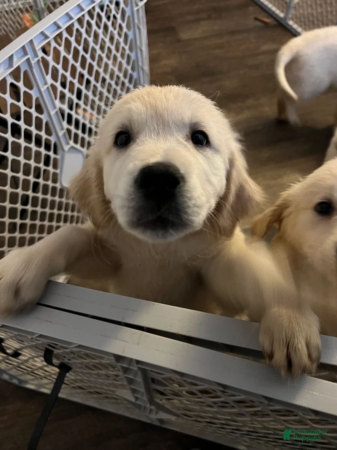 Golden Retriever dogs for sale: AKC Golden Retriever Puppy 1 - Ad 2