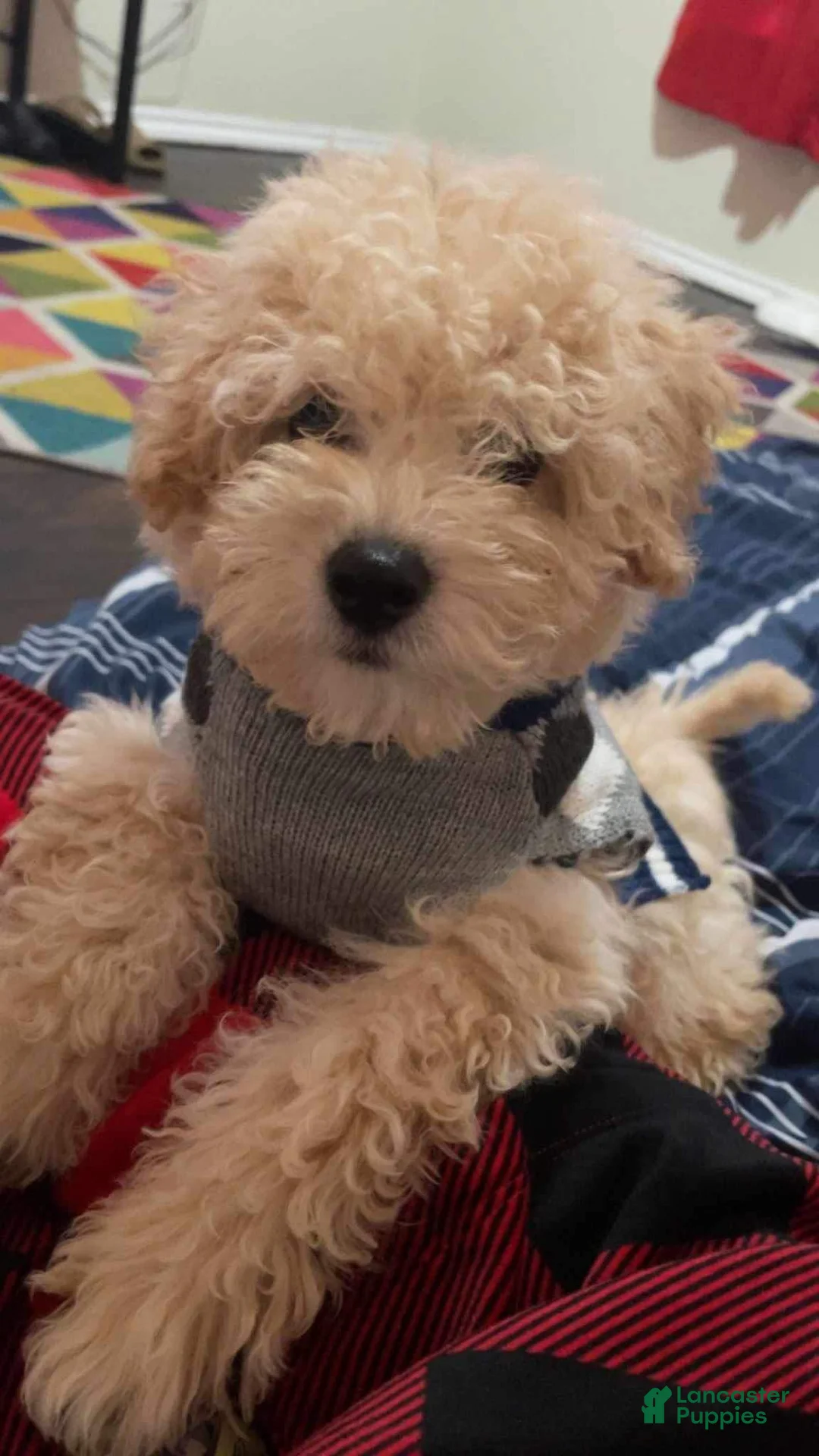 Gallery Image {{count}}