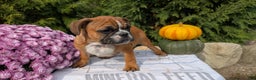 French Bulldog dogs for sale: Odin - Ad 3