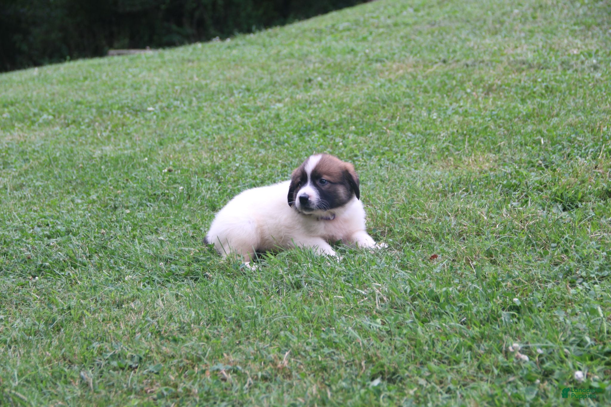 Mixed Breed dogs Zoey - Ad 2