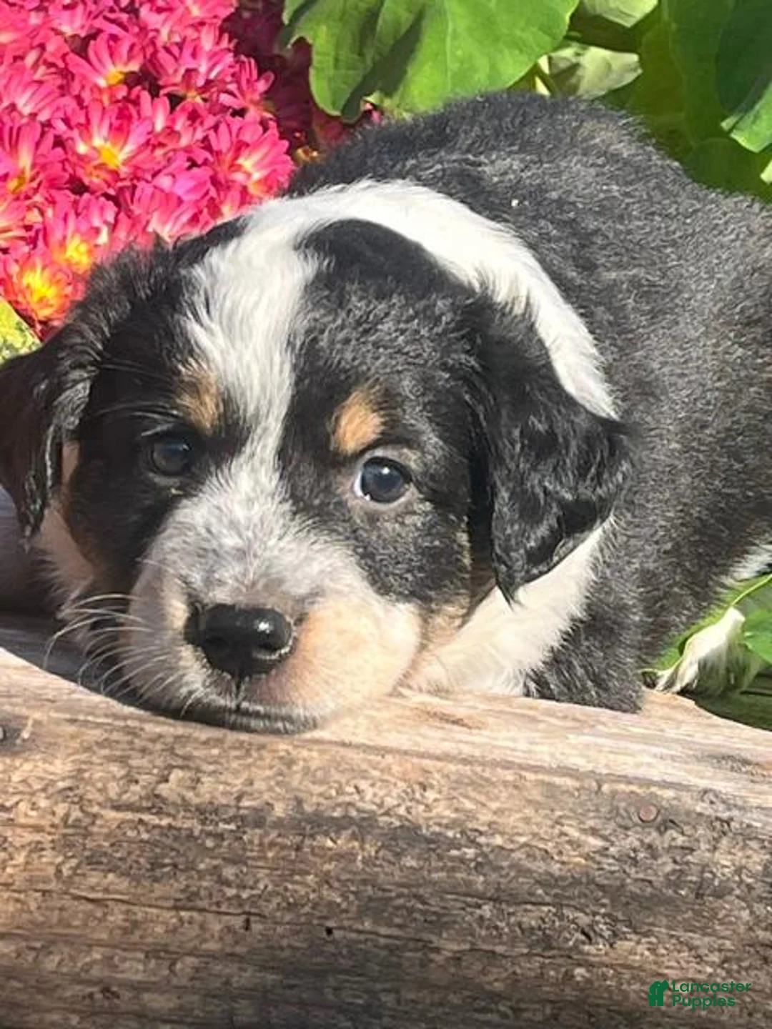 Mixed Breed dogs for sale: Ricky - Ad 2