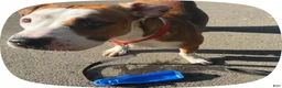 Mixed Breed dogs for sale: Mixed Breed 1 - Ad 5
