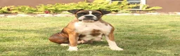 Boxer dogs for sale: Hunter - Ad 6