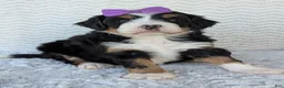 Mini Bernedoodle dogs for sale: Mini Bobbin  - Ad 3