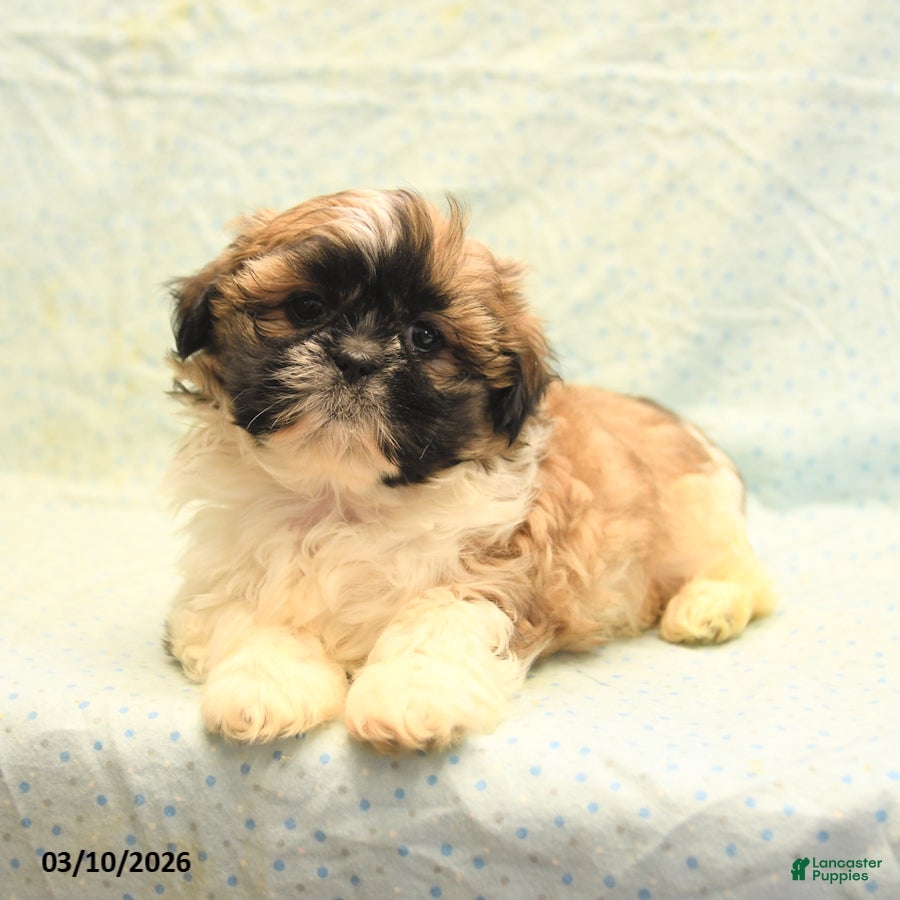 Shih Tzu dogs Randy - Ad 2