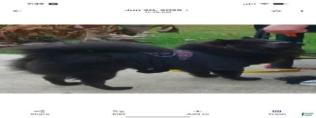 LanMei Gang Jiao "BuLu MuShu"