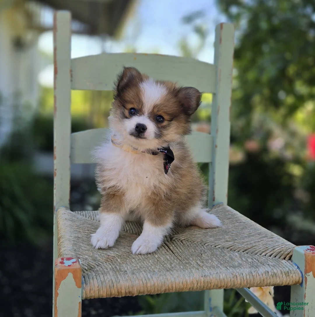 Pomeranian dogs for sale: Sandra - Ad 5