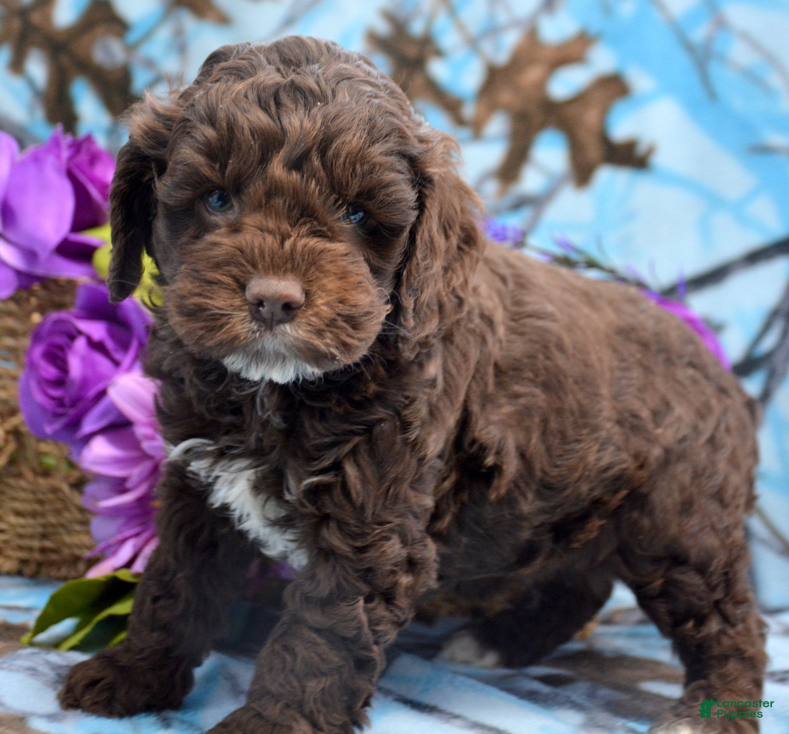 Cockapoo dogs Cockapoo Puppy 1 King - Ad 32