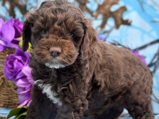 Cockapoo dogs Cockapoo Puppy 1 King - Ad 32