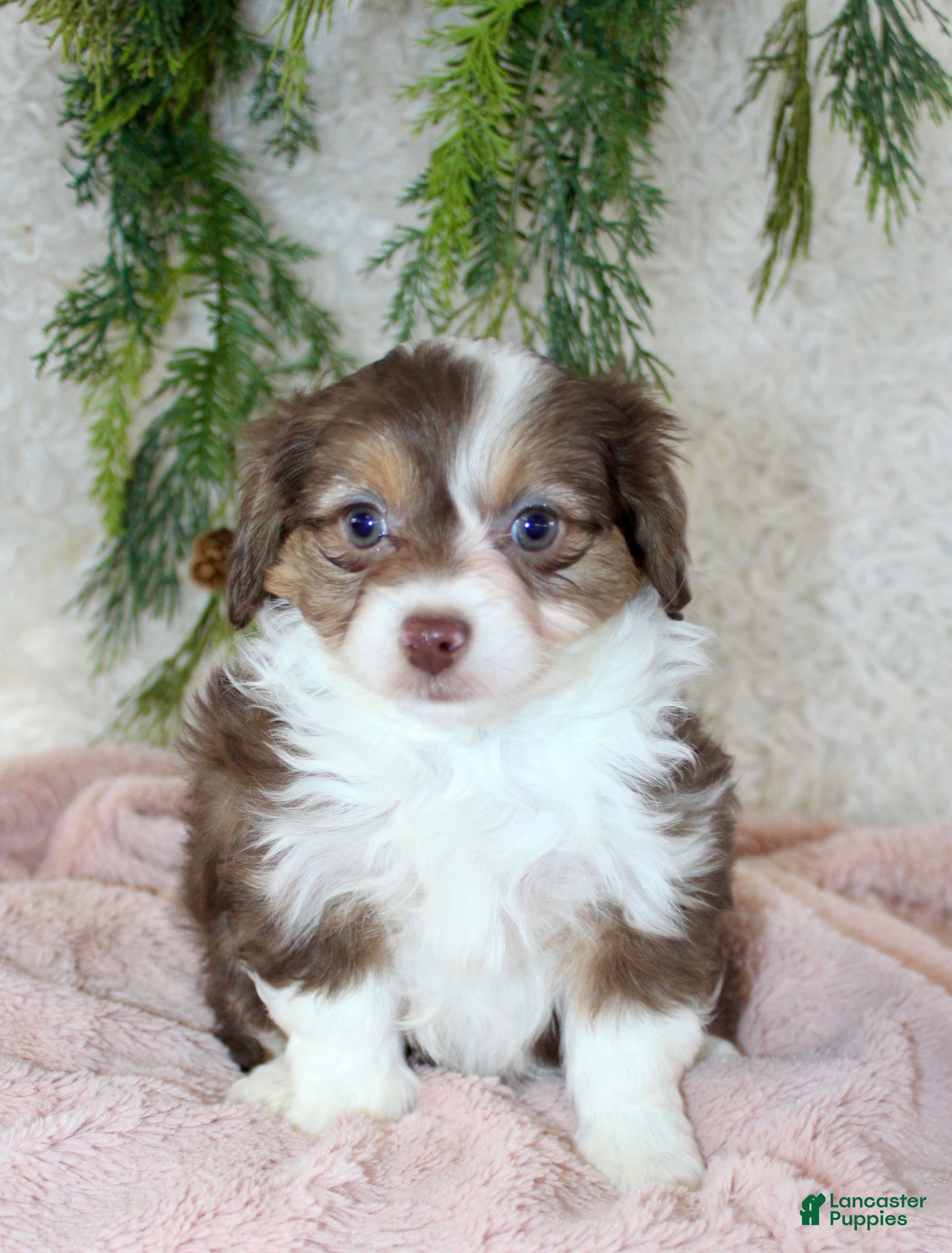 Toy Poodle dogs Toy Australian Shepherd Puppy Merle Female - Ad 28