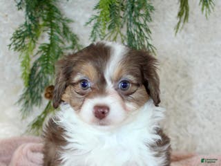 Toy Poodle dogs Toy Australian Shepherd Puppy Merle Female - Ad 9