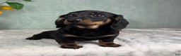 Miniature Dachshund dogs for sale: Dolly - Ad 3