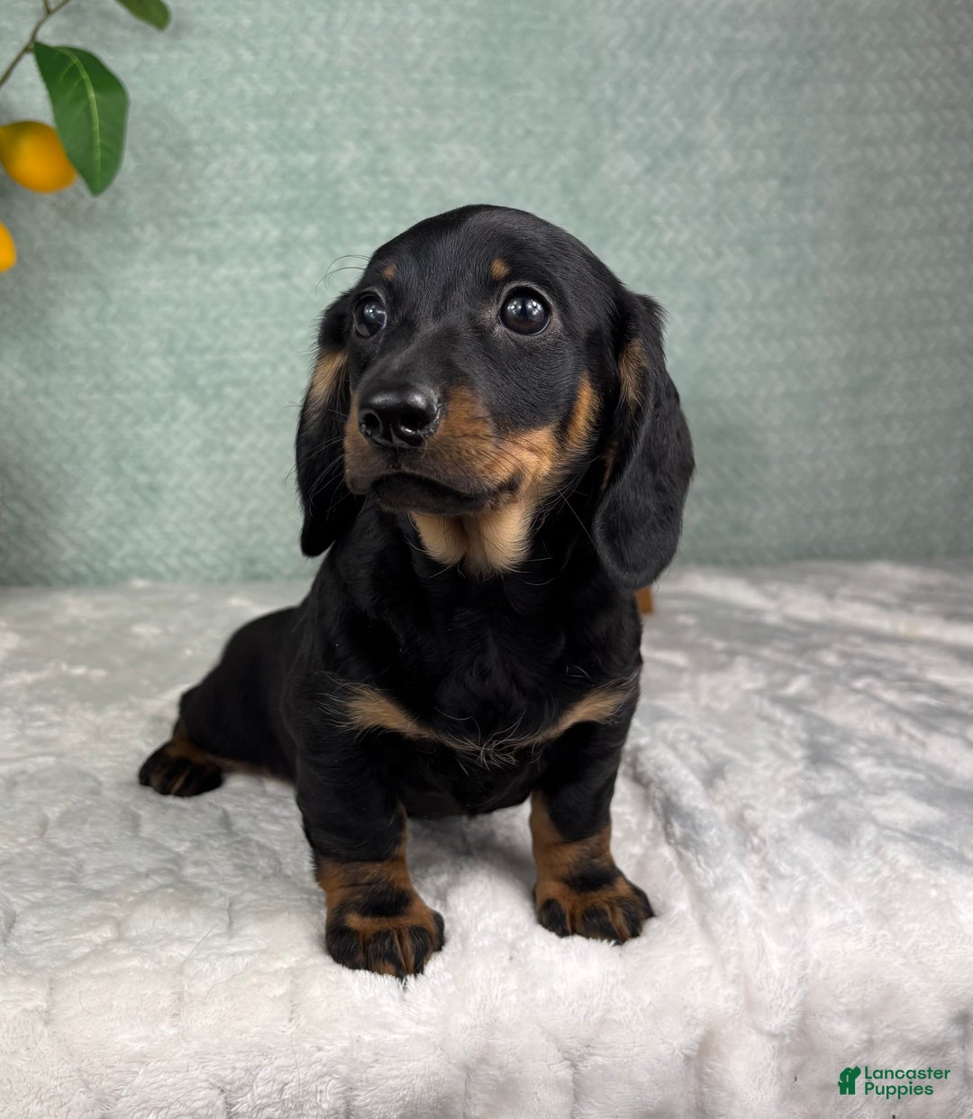 Miniature Dachshund dogs for sale: Dolly - Ad 3