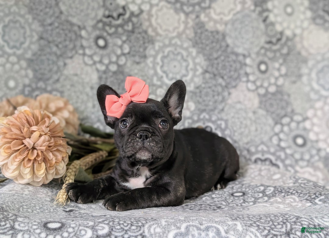 French Bulldog dogs for sale: Nadia - Ad 11