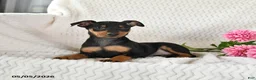 Miniature Pinscher dogs for sale: Toby - Ad 5