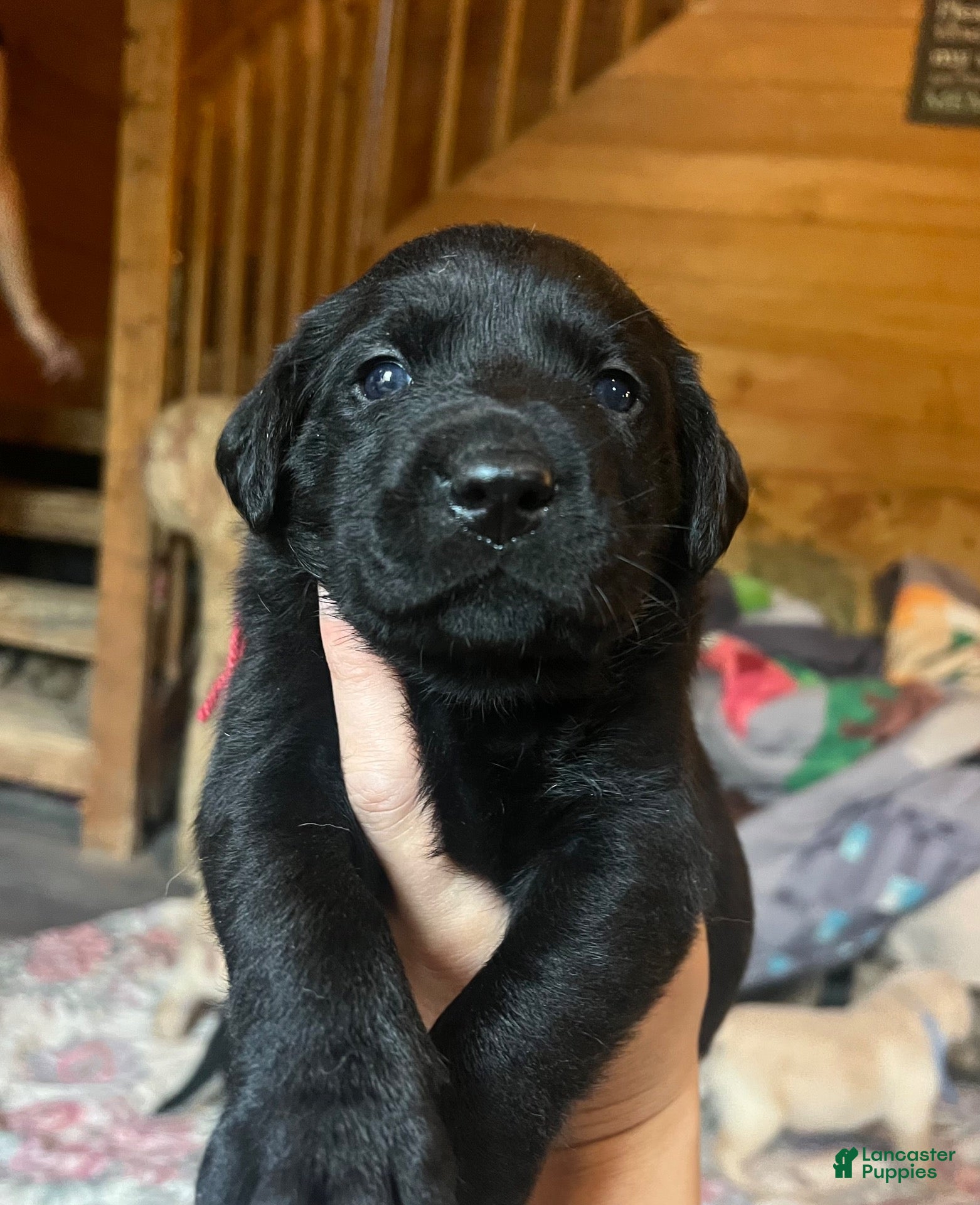 Labrador Retriever dogs Diane - Ad 20